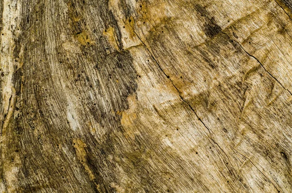 Pozadí Kůry Stromů Textura — Stock fotografie