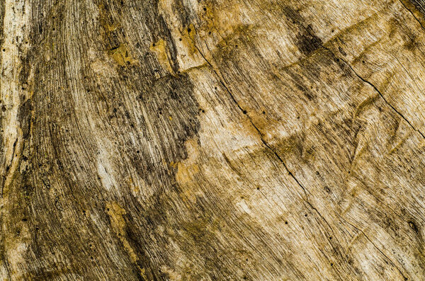 Tree bark background, texture