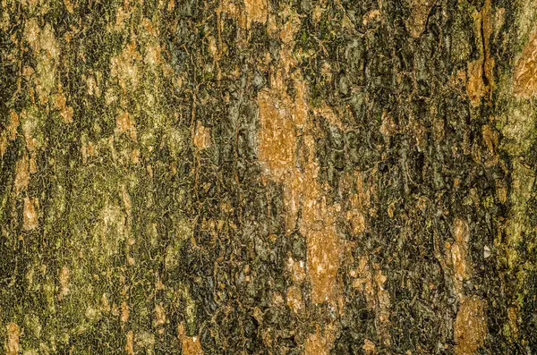 Pozadí Kůry Stromů Textura — Stock fotografie