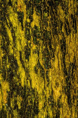 Ağaç kabuğu arkaplanı, doku