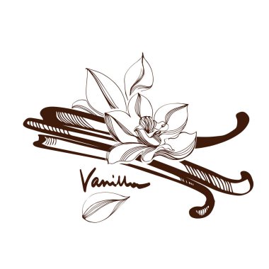 Vanilya, Çiçek. Pişirme de kullanılmak üzere İllüstrasyon baharat. Paketleme için tasarım öğesi.
