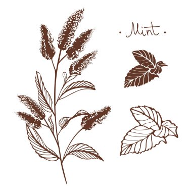 El çizilmiş nane çiçekler vektör illüstrasyon