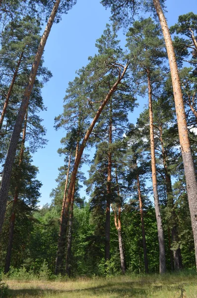 Pine Forest Plato Sunny Day — Stock Photo, Image