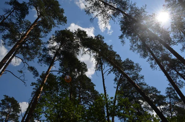 Sosna Lesie Platonie Słoneczny Dzień — Zdjęcie stockowe