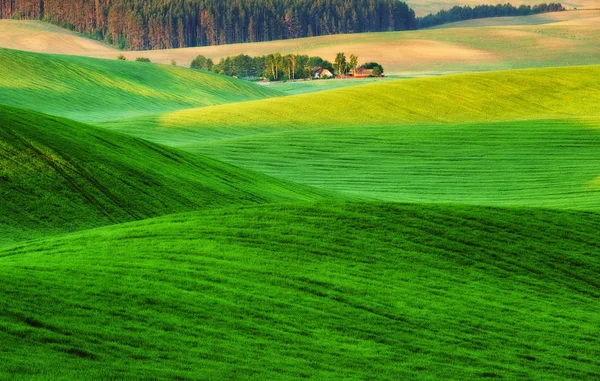 Picturesque Hilly Field Green Wavy Field — Stock Photo, Image