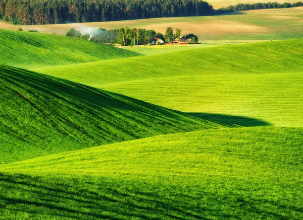 Picturesque Hilly Field Green Wavy Field — Stock Photo, Image