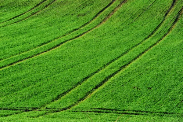 Pitoresco Campo Montanhoso Campo Ondulado Verde — Fotografia de Stock