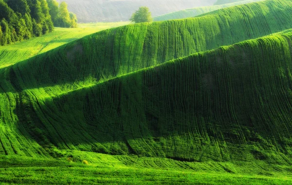 Picturesque Hilly Field Green Wavy Field — Stock Photo, Image