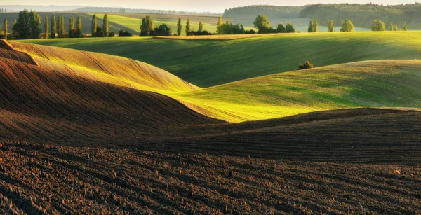 Picturesque Hilly Field Green Wavy Field — Stock Photo, Image