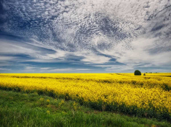 Hilly Field Picturesque Sky Field — Stock Photo, Image