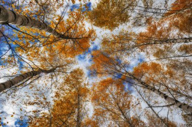 Sonbahar ağaçlar kron. dalları gökyüzüne karşı