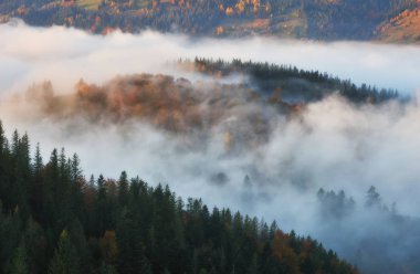 Sonbahar gündoğumu Karpat Dağları'nda. pitoresk Sisli sabah