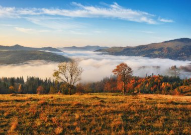 Sonbahar gündoğumu Karpat Dağları'nda. pitoresk Sisli sabah
