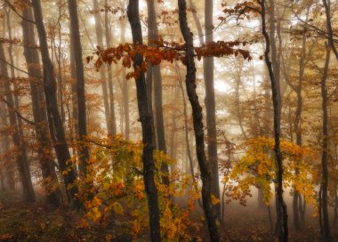 Sisli orman. pitoresk kayın ormanı. Sonbahar sisli sabahı