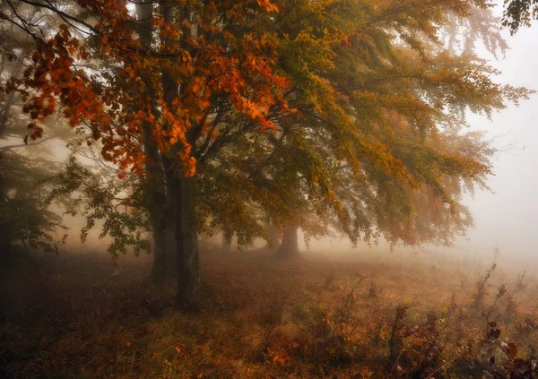 Nebelwald Malerischer Buchenwald Herbstnebel Morgen — Stockfoto