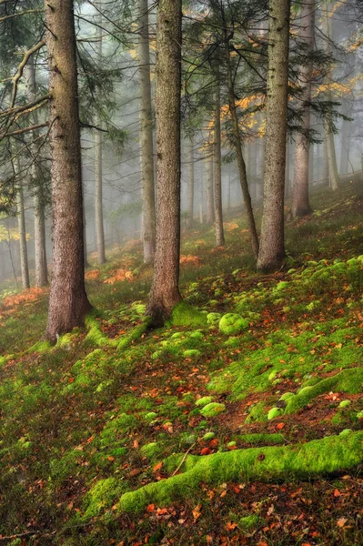 foggy forest. picturesque beech forest. autumn foggy morning