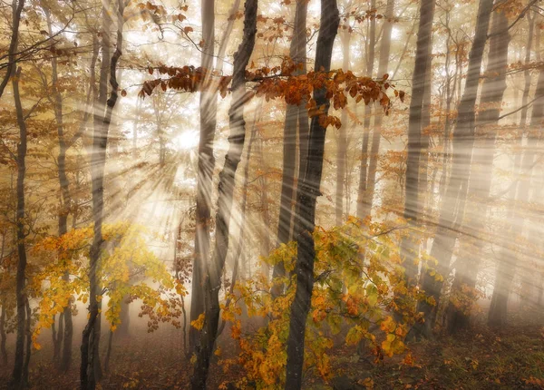 Bosque Niebla Pintoresco Bosque Hayas Otoño Niebla Mañana — Foto de Stock