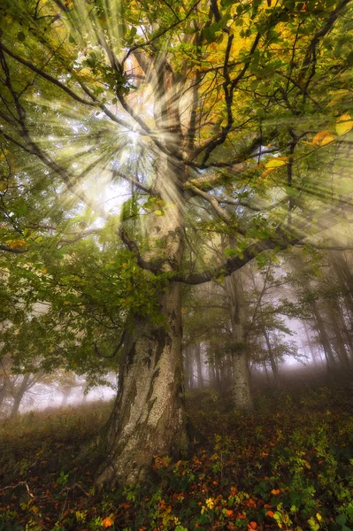 Floresta Nebulosa Pitoresca Floresta Faia Outono Manhã Nebulosa — Fotografia de Stock