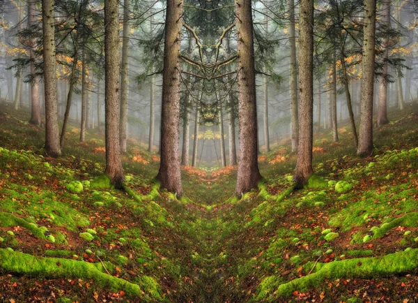 Floresta Nebulosa Pitoresca Floresta Faia Outono Manhã Nebulosa — Fotografia de Stock