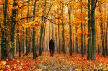 Sisli orman. kız sonbahar ormanın içinde. Sisli sabah