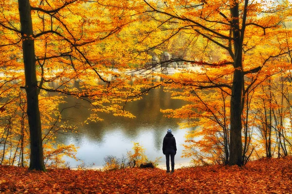 Forêt Brumeuse Fille Dans Forêt Automne Matin Brumeux — Photo