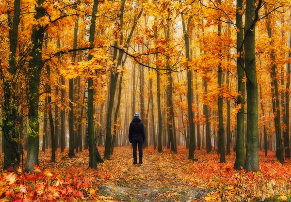 Sisli orman. kız sonbahar ormanın içinde. Sisli sabah