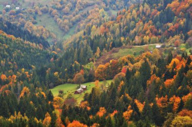sonbahar sabahı Karpat Dağları'nda. doğal sisli şafak