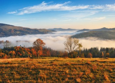 sonbahar sabahı Karpat Dağları'nda. doğal sisli şafak