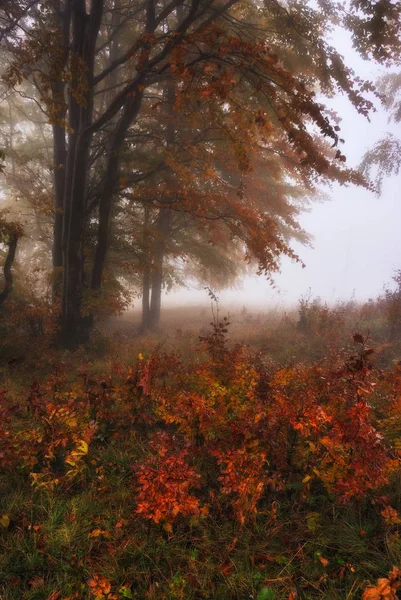 霧の森 美しいブナ林 秋霧の朝 — ストック写真