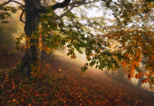 Foresta Nebbiosa Pittoresca Foresta Faggi Autunno Nebbioso Mattina — Foto Stock