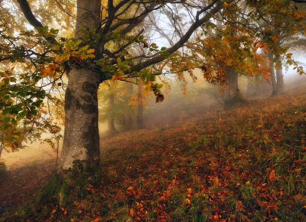 雾蒙蒙的森林 风景如画的山毛榉森林 秋天雾蒙蒙的早晨 — 图库照片