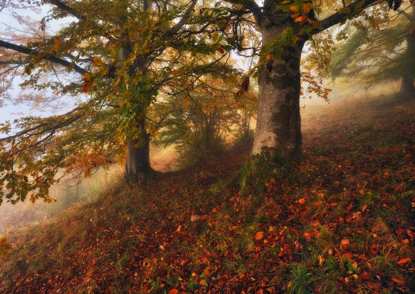 Foresta Nebbiosa Pittoresca Foresta Faggi Autunno Nebbioso Mattina — Foto Stock