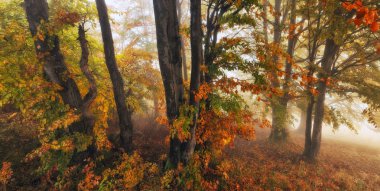 Sisli orman. pitoresk kayın ormanı. Sonbahar sisli sabahı