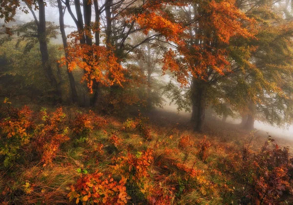 雾蒙蒙的森林 风景如画的山毛榉森林 秋天雾蒙蒙的早晨 — 图库照片