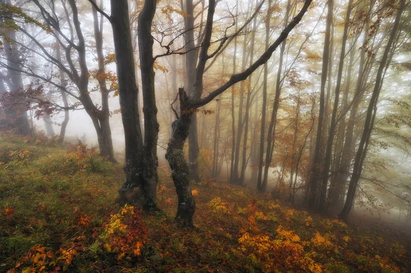 Foggy Forest Picturesque Beech Forest Autumn Foggy Morning — Stock Photo, Image