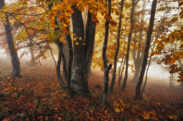 Mistige Bos Pittoreske Beukenbos Herfst Mistige Ochtend — Stockfoto
