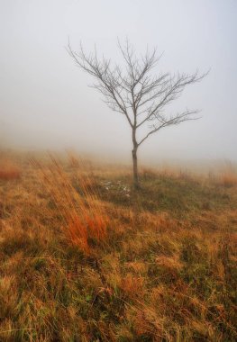 Sisli orman. pitoresk kayın ormanı. Sonbahar sisli sabahı