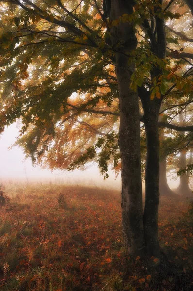 Туманный Лес Живописный Буковый Лес Туманное Осеннее Утро — стоковое фото