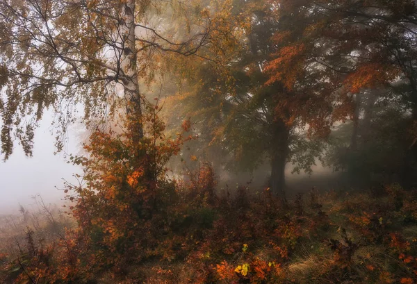 Nebelwald Malerischer Buchenwald Herbstnebel Morgen — Stockfoto