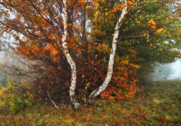 霧の森 美しいブナ林 秋霧の朝 — ストック写真