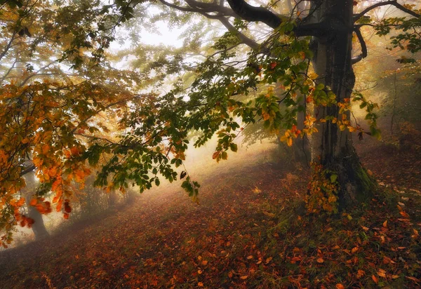 Bosque Niebla Pintoresco Bosque Hayas Otoño Niebla Mañana — Foto de Stock