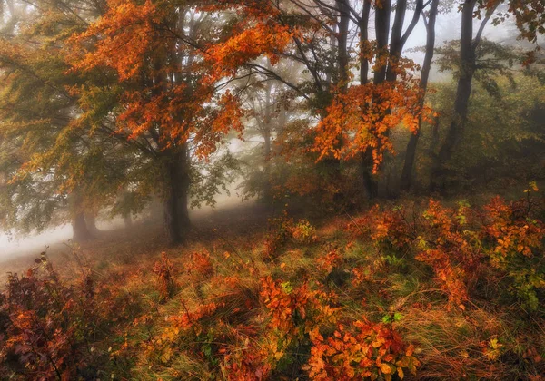 霧の森 美しいブナ林 秋霧の朝 — ストック写真