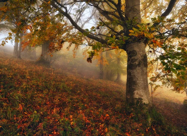 Nebelwald Malerischer Buchenwald Herbstnebel Morgen — Stockfoto