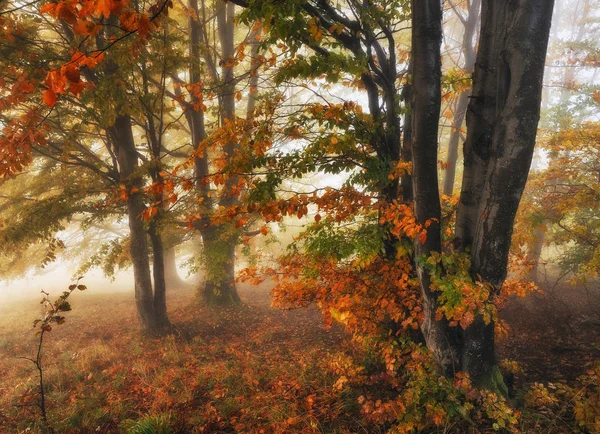 雾蒙蒙的森林 风景如画的山毛榉森林 秋天雾蒙蒙的早晨 — 图库照片