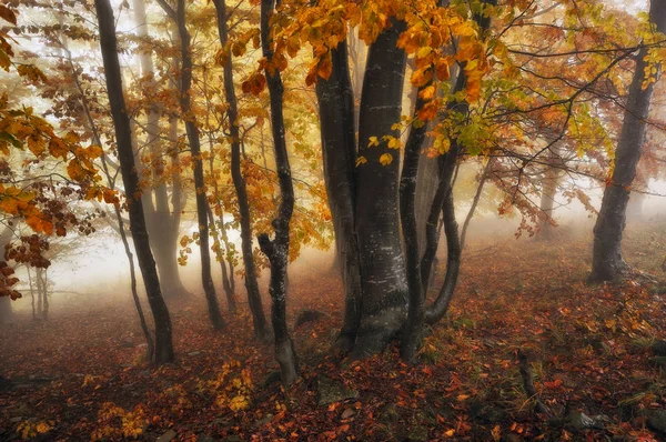 Floresta Nebulosa Pitoresca Floresta Faia Outono Manhã Nebulosa — Fotografia de Stock