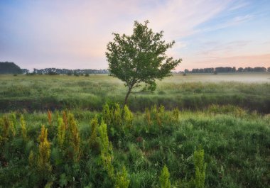 bahar çayır. Sisli sabah Nehri Vadisi