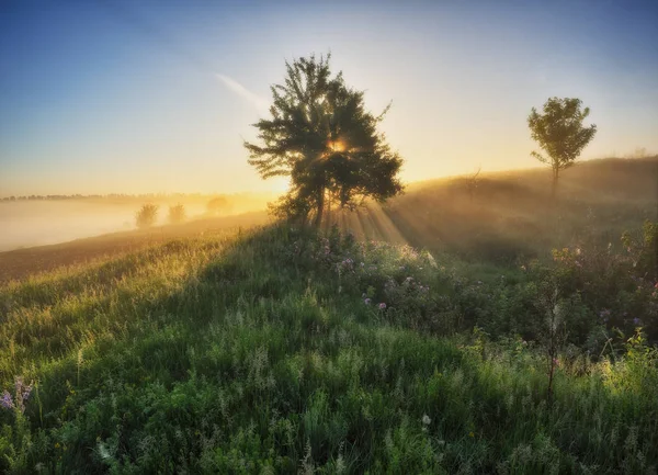 春の牧草地 川の渓谷の霧の朝 — ストック写真