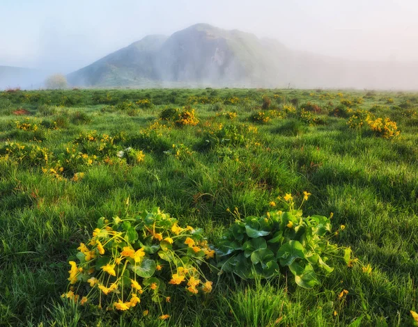 Prairie Printemps Matin Brumeux Dans Vallée Rivière — Photo