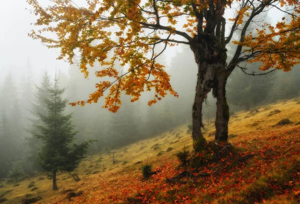 Malownicze Świt Jesienny Mglisty Poranek Karpatach — Zdjęcie stockowe