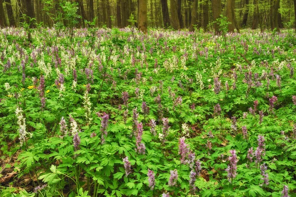 çiçek çayır ormanın içinde. pitoresk orman. bahar sabahı